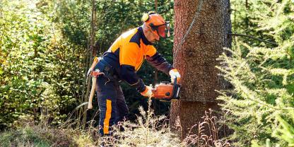 Im Wald finden sich zahlreiche grüne Jobs.