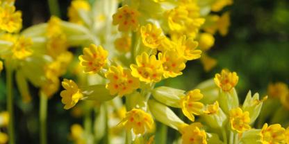 Ab März lockt die Schlüsselblume mit ihren strahlend gelben Blüten viele Bienen in den Garten.