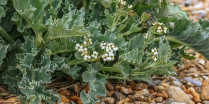 Als Kind der Küste gedeiht Meerkohl auf sandigen Kiesböden besonders gut.