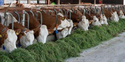 Fleckviehkühe fressen frisch geschnittes Gras im Stall. 