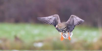 Ein illegaler Blässgans-Abschuss beschäftigt die Polizei.