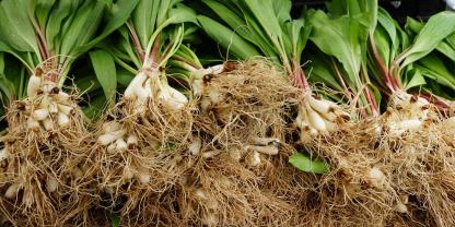 SYMBOLBILD: In Leipzig und Umgebung wollten Männer große Mengen Bärlauch stehlen. Die Polizei konnte die Diebe zum Glück fassen.