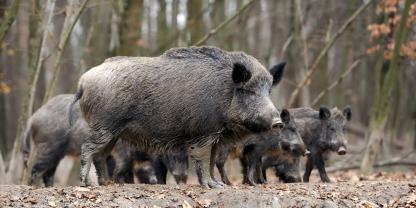 Im Cottbusser Stadtgebiet hat es den ersten Fall von Afrikanischer Schweinepest gegeben.Konfrontationen mit Schwarzwild sind Alltag bei der ASP-Kadaversuche.