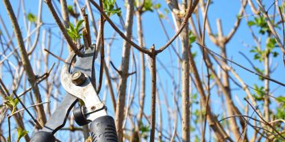 Hecke-schneiden-AdobeStock_107648738