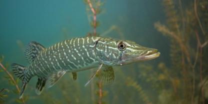 Hechte nutzen die Tarnung zwischen den Uferpflanzen bei der Jagd.