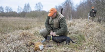 Eine aktuelle Petition richtet sich gegen das Verbot der Fuchsjagd.