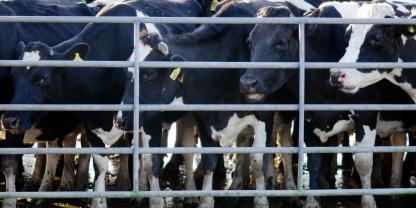 Milchkühe-Neuseeland-AdobeStock_54099021