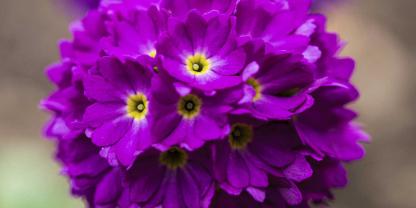 Die karminrot-violette Kugelprimel ‘Rubin’ sorgt für Fuore.