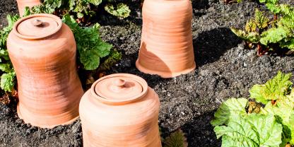 Vier Terrakotta-Töpfe im Garten als Abdeckung für Rhabarber zum Vortreiben.