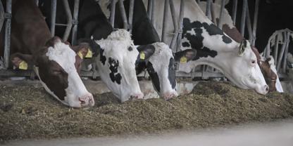 Ab dem 15. Juli 2026 wird die Blauzungenkrankheit nach dem EU-Seuchenrecht herabgestuft.