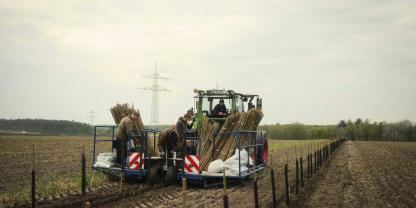 Pflanzen von Pappeln auf dem Acker in Niedersachsen