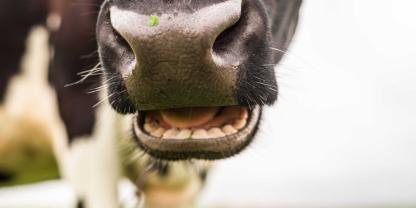 Die Bundesregierung will den Methan-Ausstoß in der Tierhaltung ins Visier nehmen, um die Emissionen des Agrarsektors zu senken.