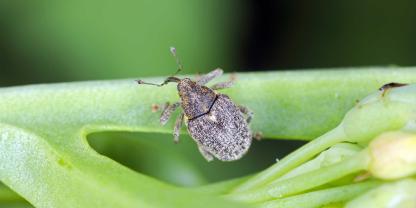 Ab 10 Grad Lufttemperatur fliegen die Rapsschädlinge ein. Nach 10 bis 14 Tagen hat der Gefleckte Kohltriebrüssler seinen Reifungsfraß beendet.