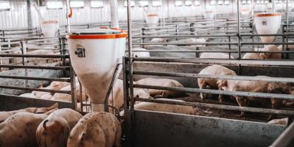 Schweinestall-groß-AdobeStock_265498715