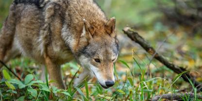 Wölfe haben in Thüringen eine Rinderherde bedroht.