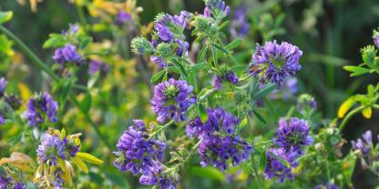 Die mehrjährige Leguminose ist eine beliebte Futterpflanze.