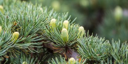 Sind Atlas- und Libanonzedern die Bäume der Zukunft für die bayrischen Wälder? Das soll ein Praxisanbauversuch herausfinden.