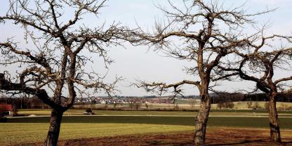Obstbäume-Streuobst-AdobeStock_81888973