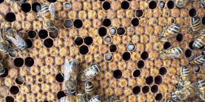 Von Varroa befallene Brutzellen verströmen einen charakteristischen Geruch, den manche Bienen erkennen.