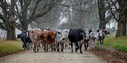 Rinder-Südafrika_AdobeStock_442795422