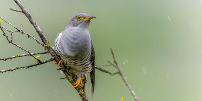 Der Kuckuck ist ein Frühlingsbote.