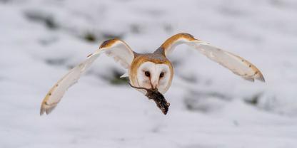 SYMBOLBILD: Für Eulen und andere Mäusejäger kann eine langanhaltende Schneedecke zum echten Problem werden. Doch Landwirte können den Tieren helfen, erklärt der LBV.