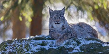 In Baden-Württemberg ist wohl ein neuer Luchs heimisch geworden.