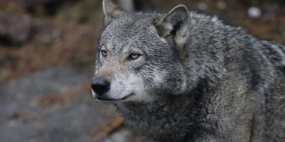 Angesichts vieler Angriffe will Frankreich neue Regeln beim Abschuss von Wölfen einführen (Symbolbild).