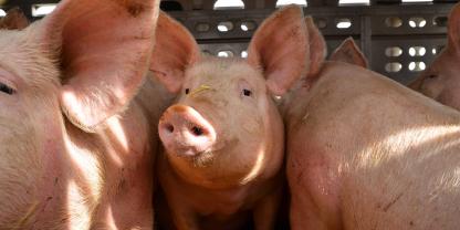 Schweinetransport_AdobeStock_41047208