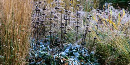 Gräser und Fruchtständesind eine winterliche Zierde.Irgendwann aber ist der Zauber vorbei, und dann sollte das weg, findet Till Hofmann.