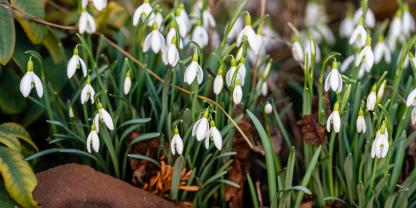 Schneeglöckchen läuten mit ihren zarten, weißen Blüten den Vorfrühling ein.