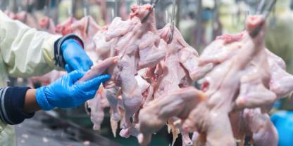 Russland kämpft beim Hähnchenfleisch gegen Billigimporte aus China (Symbolbild).