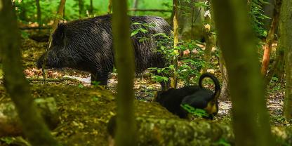 Jagdhund bei der Arbeit. Genehmigung erteilt – in Mittelhessen soll das erste Schwarzwildgatter des Bundeslandes entstehen.
