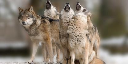 Brandenburg ist – Stand jetzt – nicht mehr wolfsreichstes Bundesland.