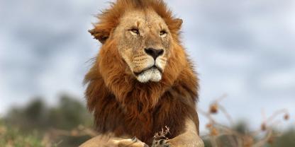Mittels Löwen-DNA sind in Simbabwe erstmals Wilderer verurteilt worden. Genetische Profile machten die Täter überführbar (Symbolbild).