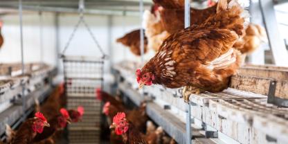 Legehenne Hühnerstall