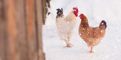 Geflügel kommt im Winter gut mit Kälte und Schnee zurecht. Schutz brauchen sie aber vor Wind und Feuchtigkeit.