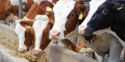 Milchkühe-fressen-AdobeStock_488612133