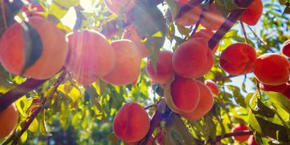 Nach und nach reifen saftig-süße Pfirsiche heran.