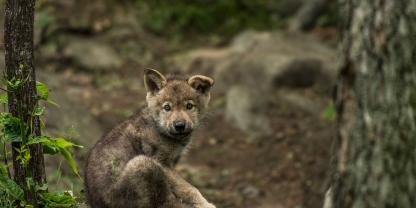 In Sachsen wurde ein zutraulicher Wolfswelpe vergrämt (Symbolbild).