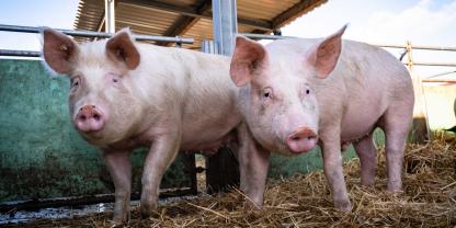 Zwei Schweine blicken in die Kamera