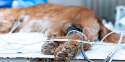 Nach einer Operation verstarb ein Hund. Wie sich herausstellt, war Tollwut der Grund (Symbolbild).