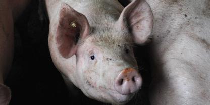 Schwein_AdobeStock_144295073