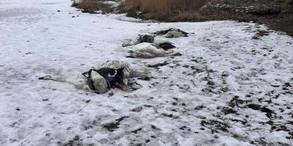 Mehrere tote Schwäne liegen noch im Eis und an den Ufern des Großen Jasmunder Bodden in Mecklenburg-Vorpommern.