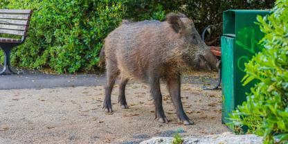 In Saarbrücken gibt es zunehmend Probleme mit Wildschweinen. Die Stadt will nun weitere Maßnahmen ergreifen (Symbolbild).