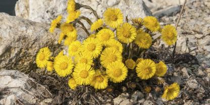 Der Huflattich gedeiht auf mageren, steinigen Böden.