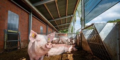 Schweinehalter in Baden-Württemberg können ab Juli 2026 wieder die Agrarinvestitionsförderung (AFP) beantragen.