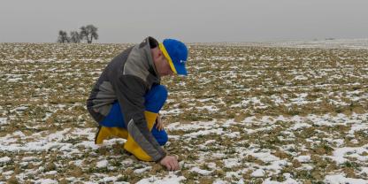 Ob Landwirte Schäden durch Frost und Schnee haben, ist oft nicht auf den ersten Blick sichtbar.