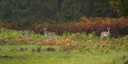 In manchen ehemals guten Damwildrevieren bekommt man die Hirschartigen nur noch selten in Anblick.