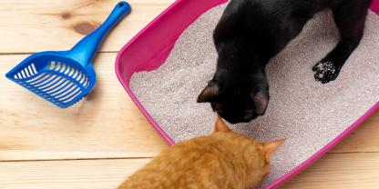 Zwei Katzen auf Katzenklo.